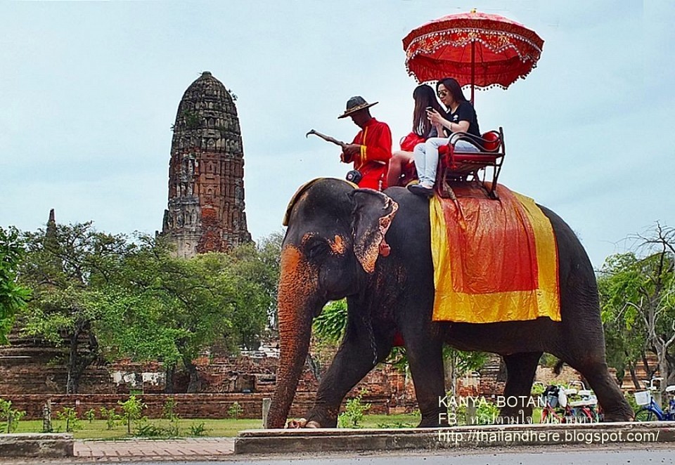 สนุกตื่นเต้นไปกับ พิสิษฐ์ ออนทัวร์ เหมารถเที่ยวที่ ปางช้าง อยุธยา